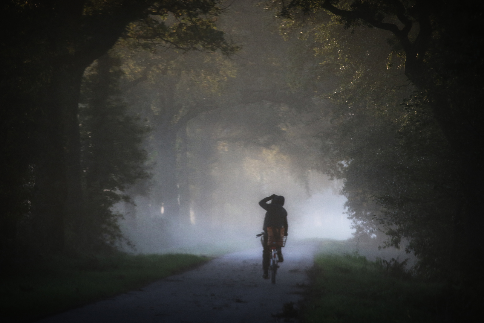 Eine alte Allee in der ostfriesischen Wallheckenlandschaft