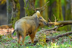 Eine alte Bekannte-die cremefarbene Schwarzwildbache