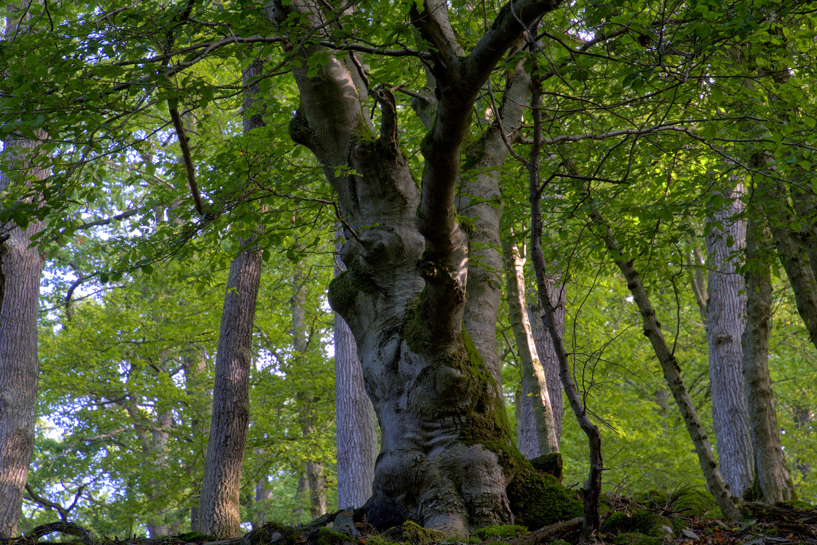 Eine alte Buche im Laubwald