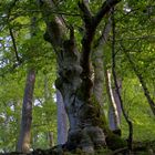 Eine alte Buche im Laubwald