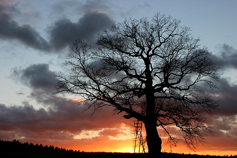 Eine alte Eiche im letzten Licht