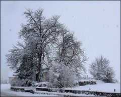 Eine alte Kastanie im Schnee...