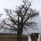 Eine alte Robinie am Stadtrand der Hansestadt Salzwedel