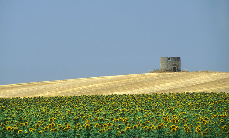 Eine alte Windmuehle