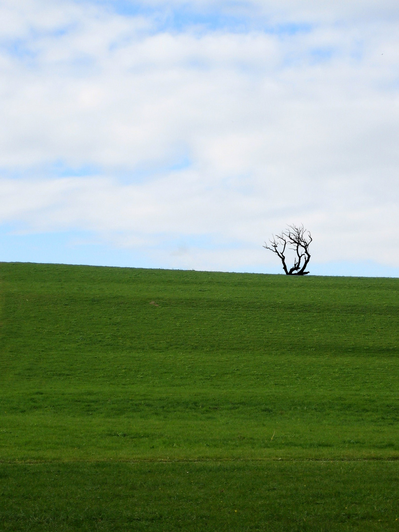 Eine alter Baum geht auf die letzte Reise, Bild 1 von 5 (folgen)