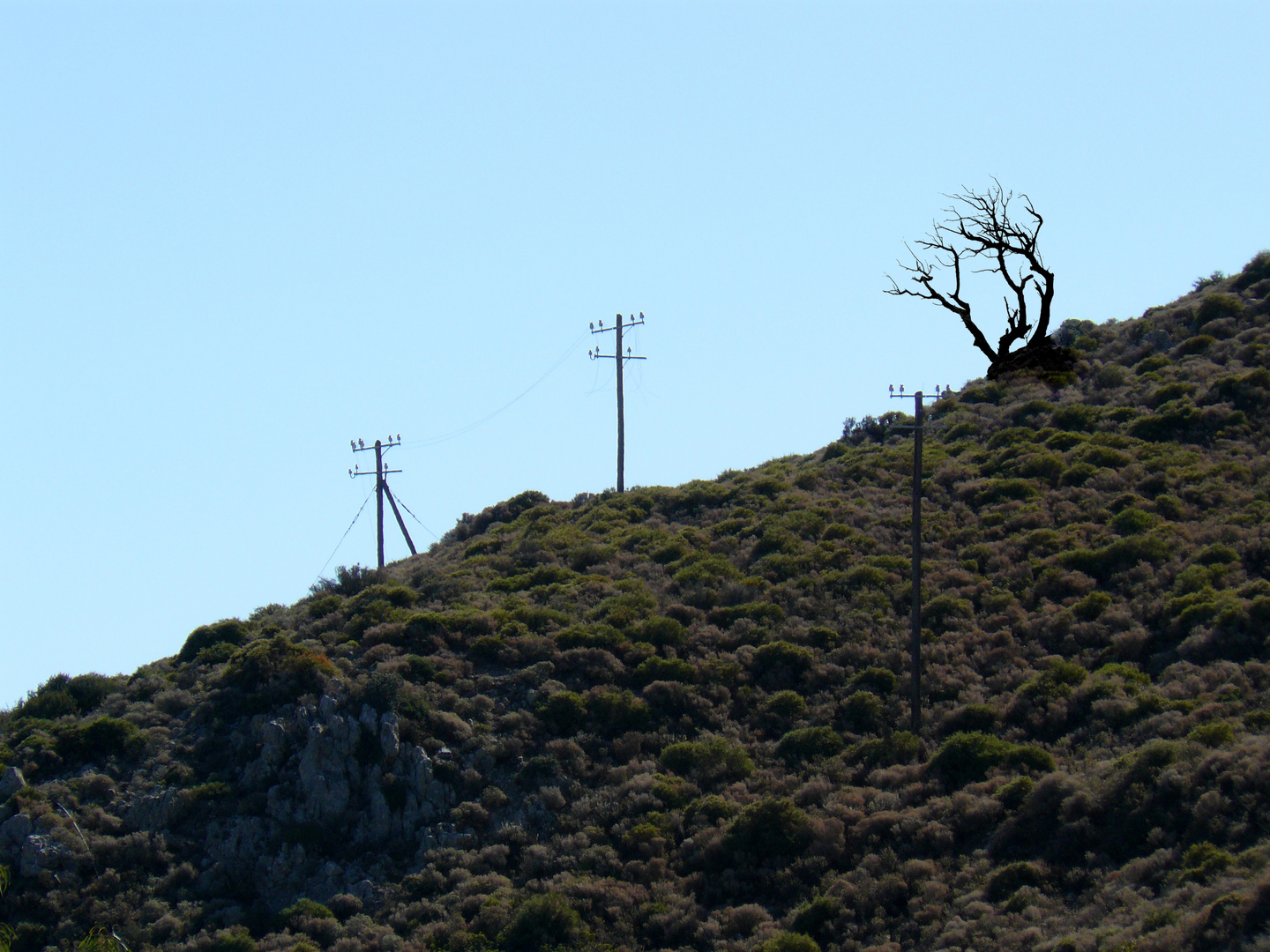 Eine alter Baum geht auf die letzte Reise, Bild 4 von 5