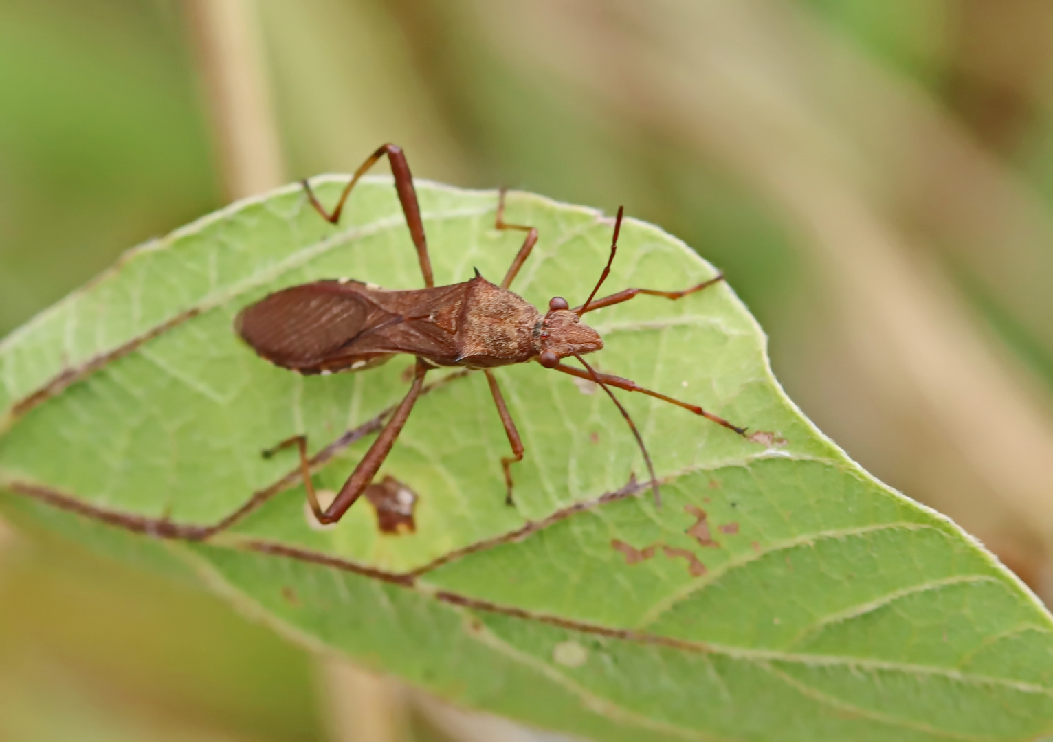 eine Alydidae....Krummfühlerwanze