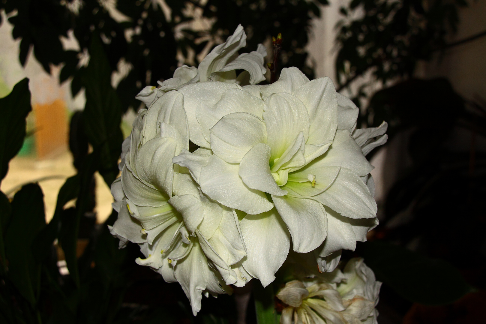 Eine Amaryllis