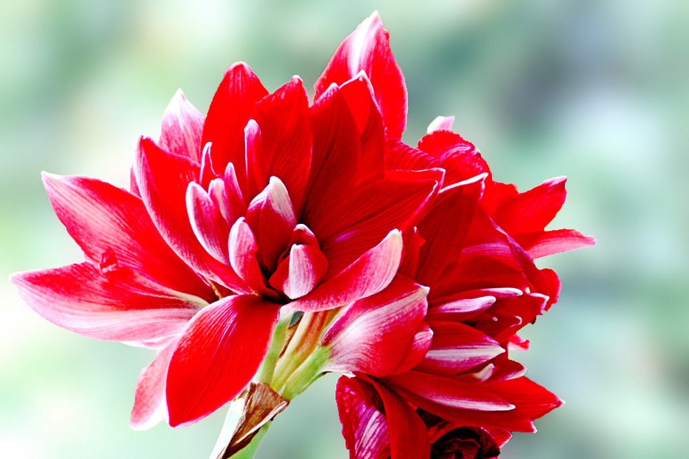 Eine Amaryllis im HDR-Design...