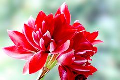 Eine Amaryllis im HDR-Design...