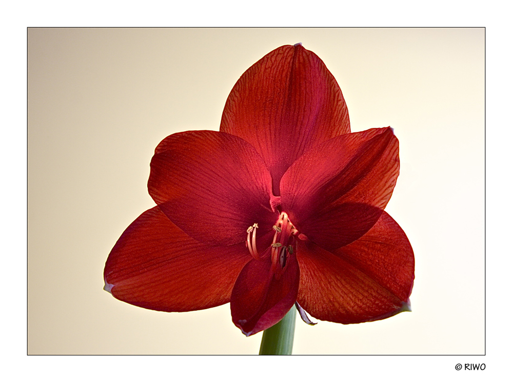 eine Amaryllis wollte ich auch mal aufnehmen...........