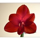 eine Amaryllis wollte ich auch mal aufnehmen...........