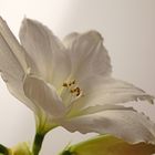 eine Amaryllis zum Advent