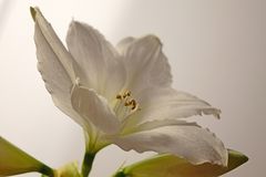 eine Amaryllis zum Advent