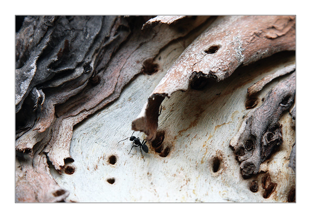 Eine Ameise auf dem Holzweg