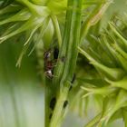 Eine Ameise bewacht ihre Blattlausherde