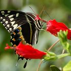 Eine amerikanische Papilio Art...