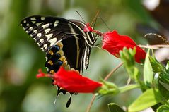 Eine amerikanische Papilio Art...