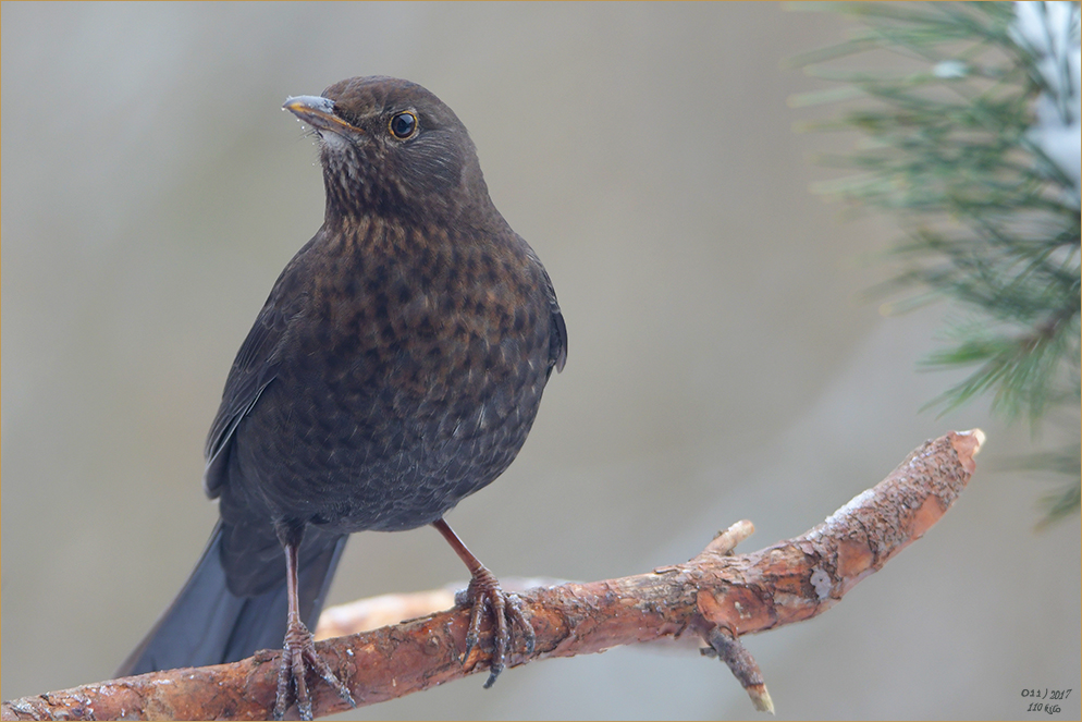 eine Amsel