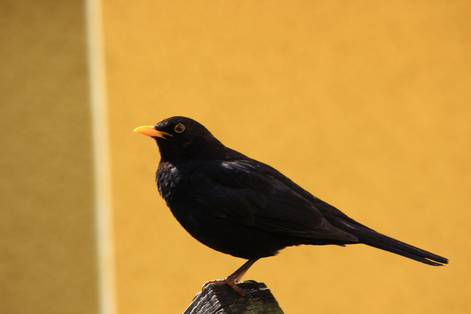 eine amsel ;)