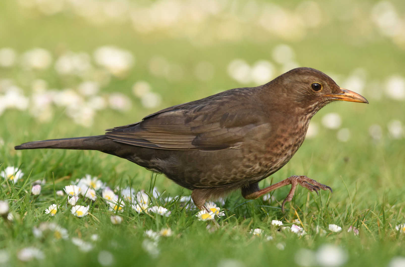 Eine Amsel