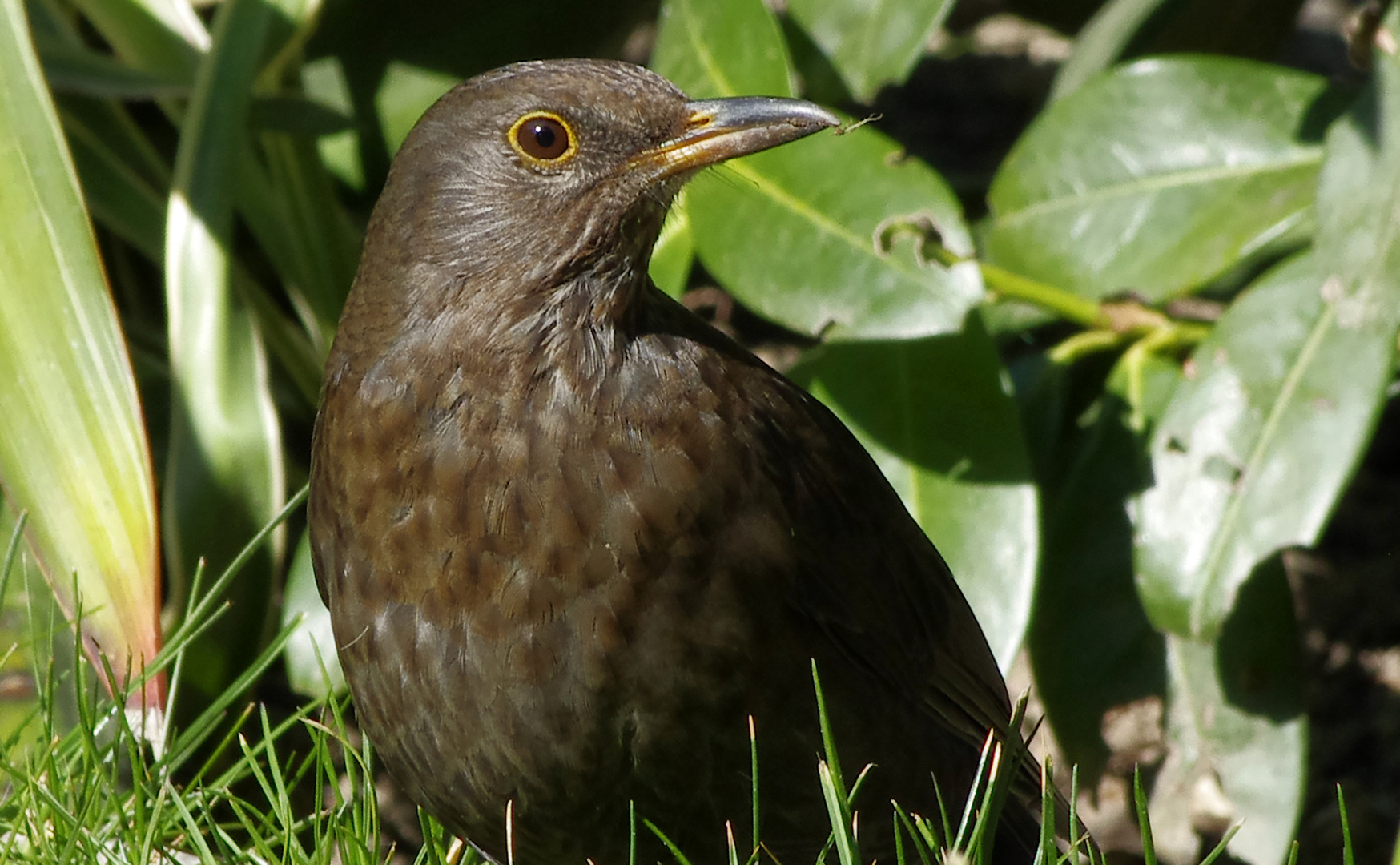 ...eine Amsel