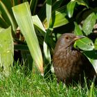 ...eine Amsel