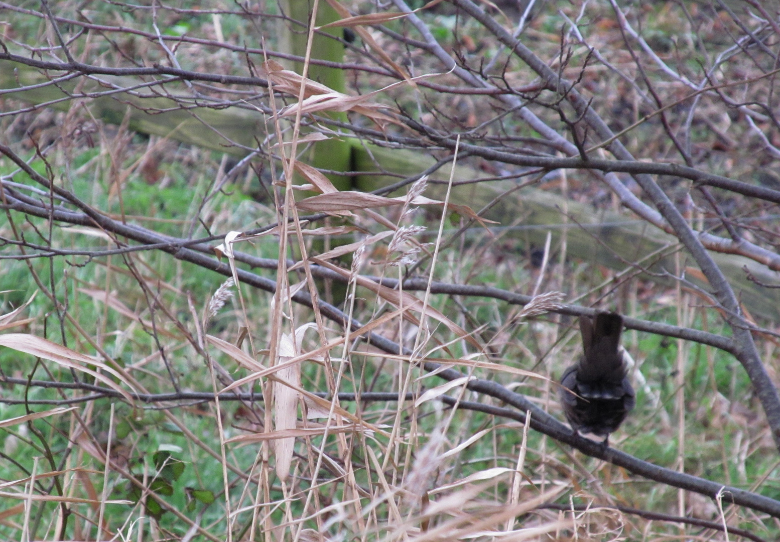 eine Amsel ...