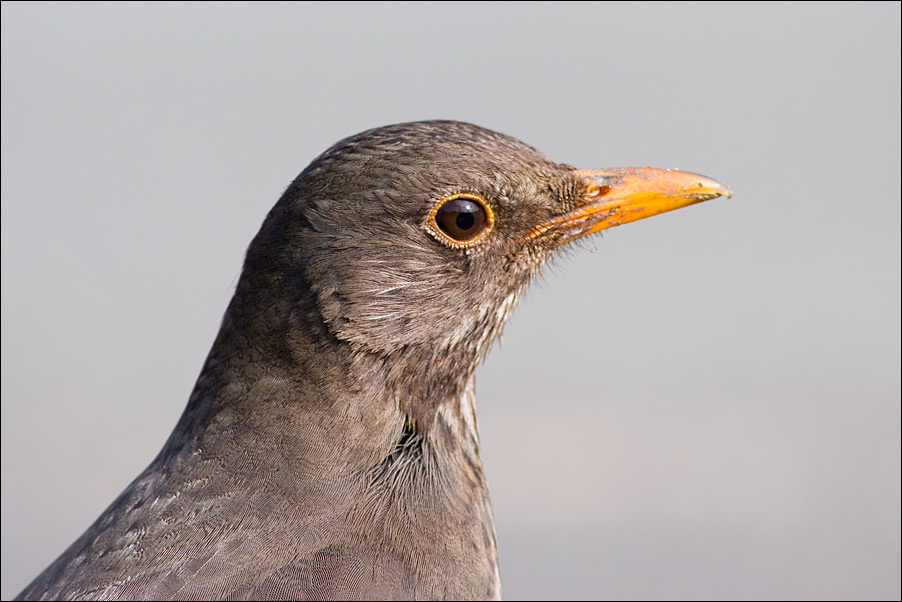 eine Amsel