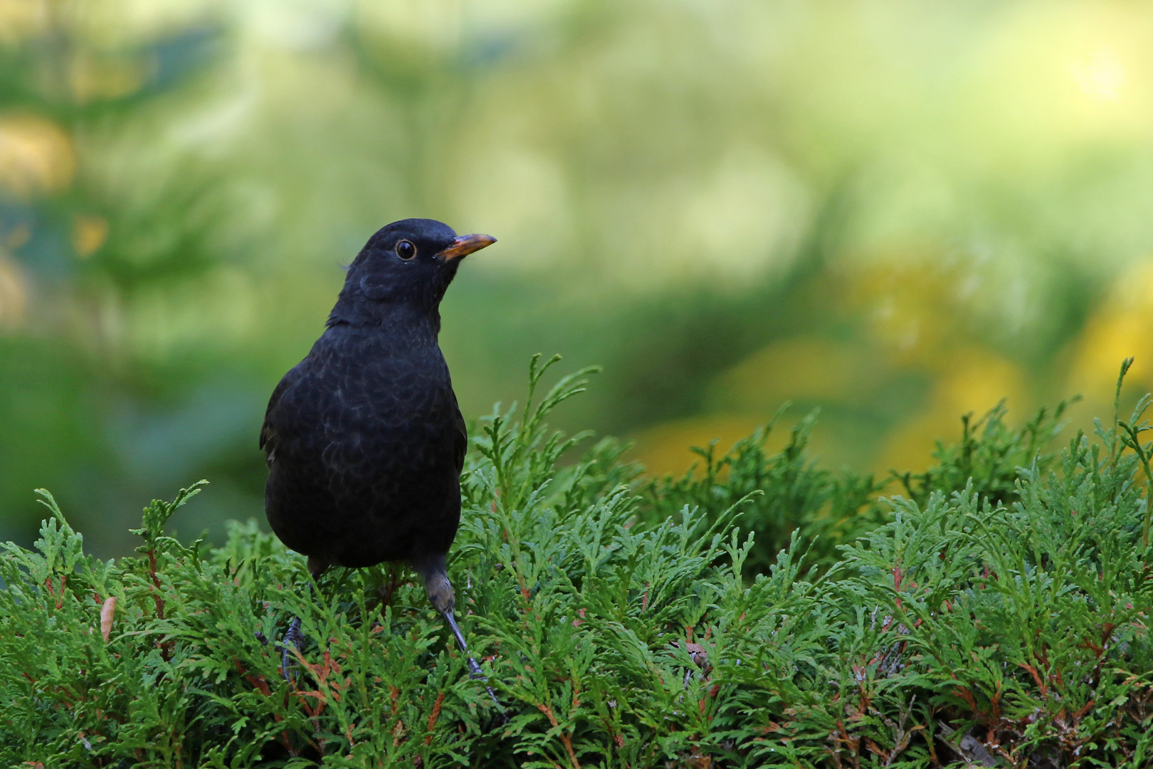 eine Amsel