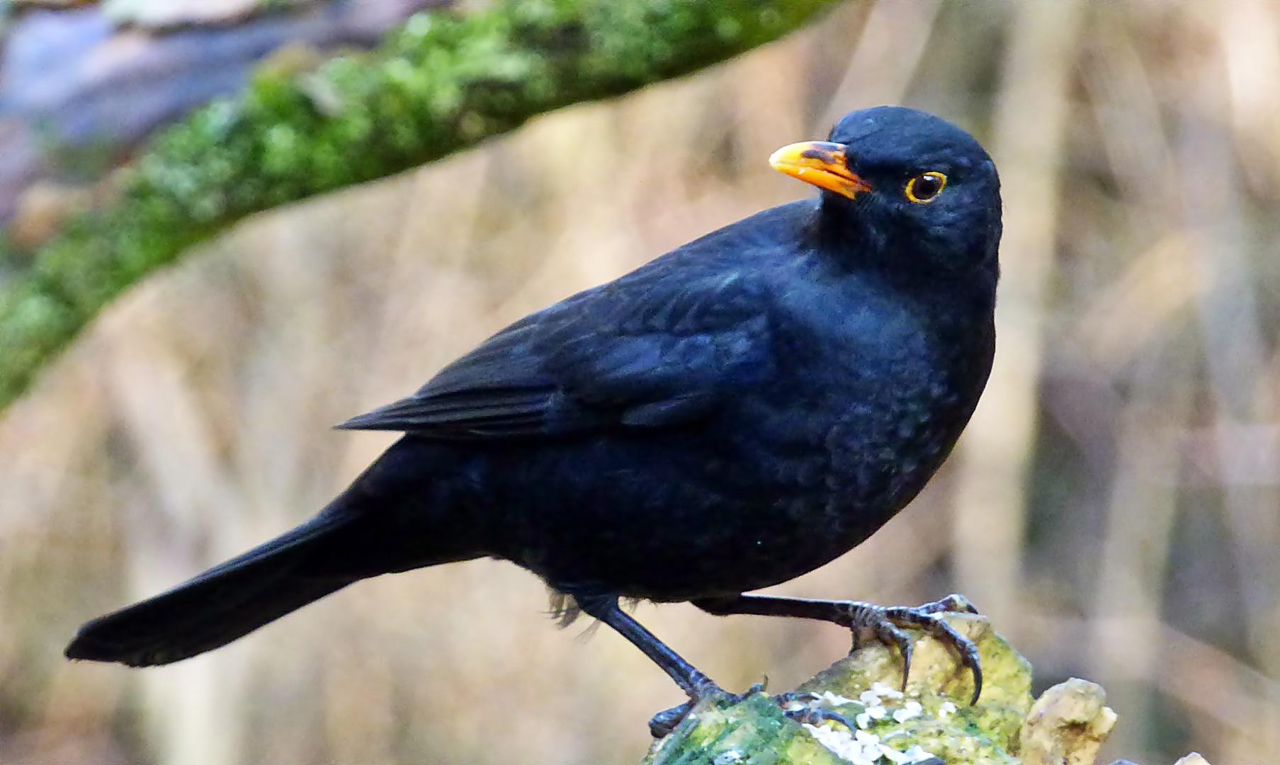 Eine Amsel Foto Bild tiere wildlife natur Eine Amsel Foto Bild tiere wildlife natur
