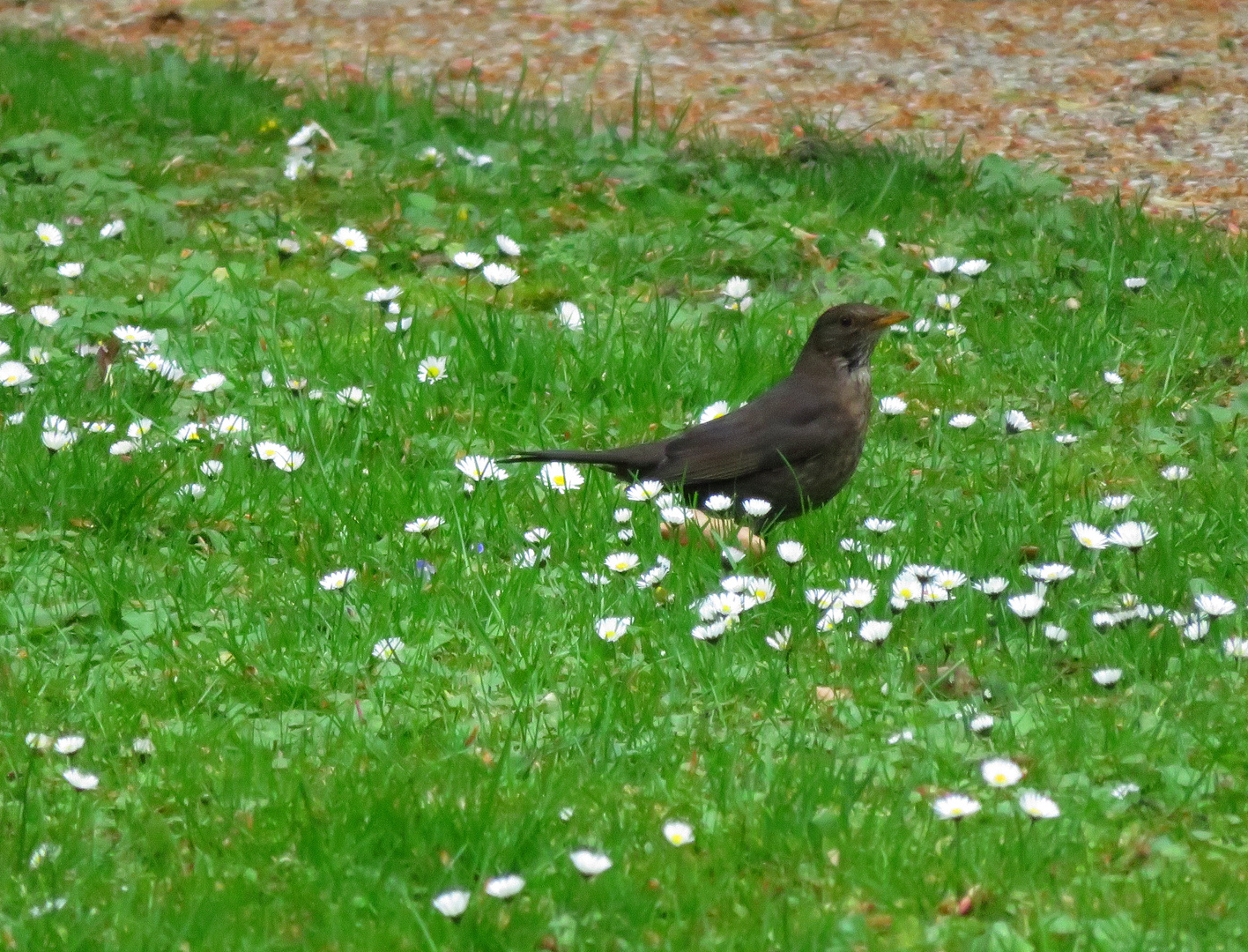 eine Amsel auf dem Rasen des Internat `s .... 