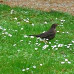 eine Amsel auf dem Rasen des Internat `s .... 