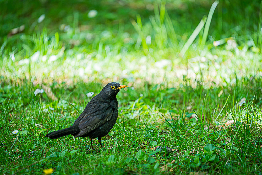 Eine Amsel auf der Wiese.