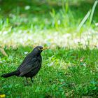 Eine Amsel auf der Wiese.