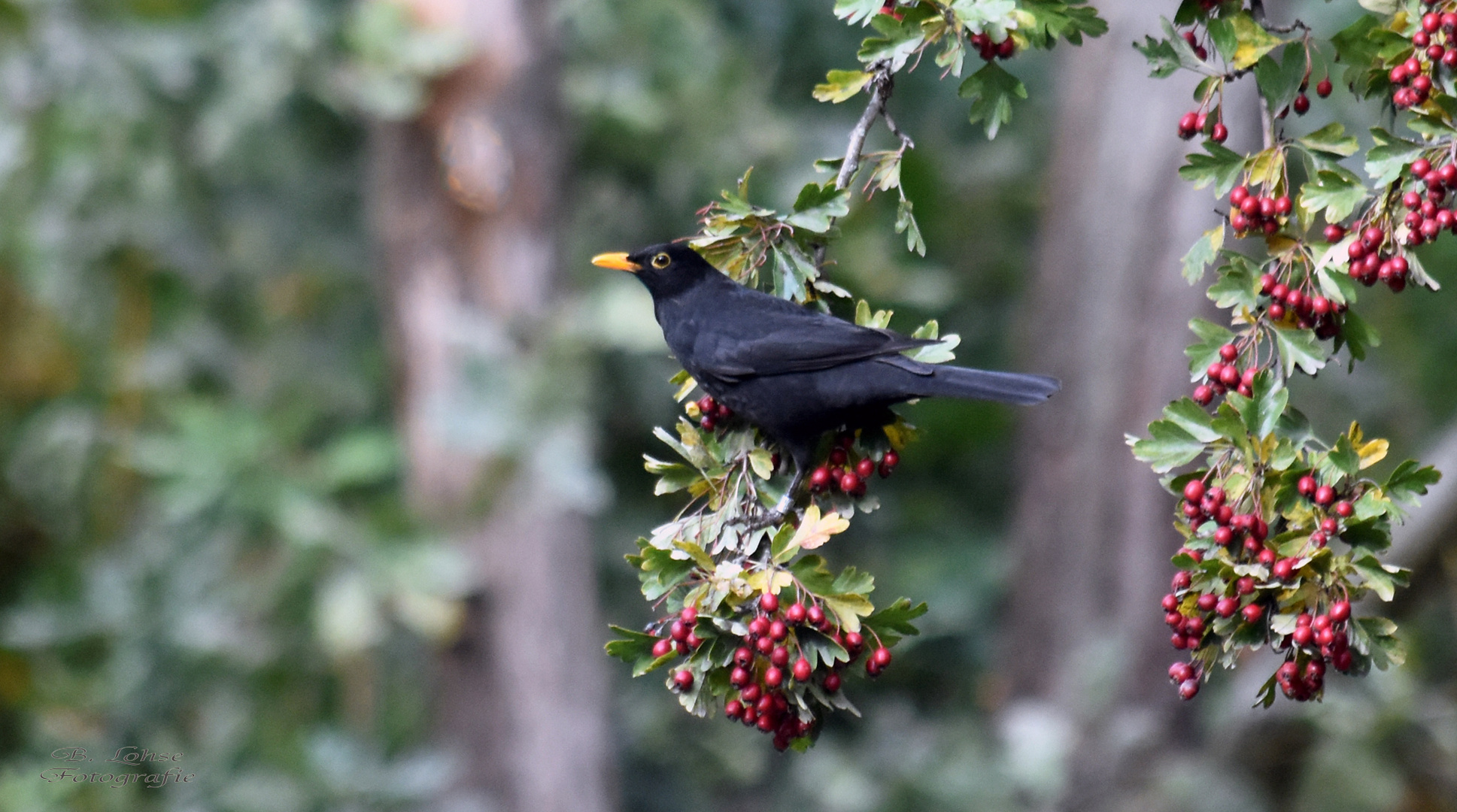 Eine Amsel auf Futtersuche