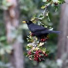 Eine Amsel auf Futtersuche