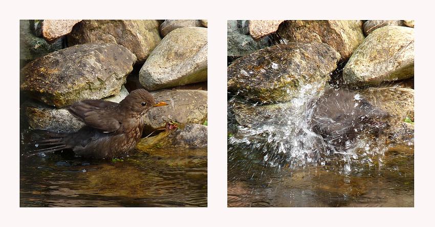 eine Amsel badet