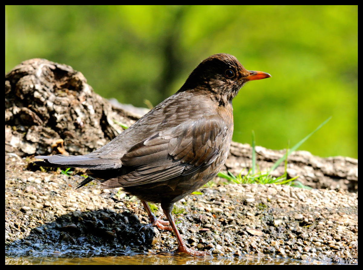 - Eine Amsel Dame - ( Turdus merula )