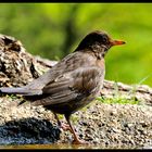 - Eine Amsel Dame - ( Turdus merula )