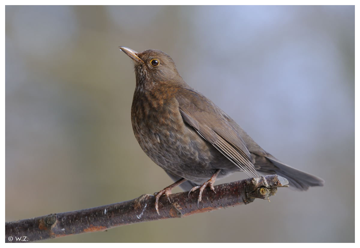 ---- Eine Amsel Dame ---- ( Turdus merula )