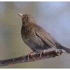 ---- Eine Amsel Dame ---- ( Turdus merula )