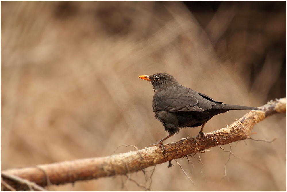 eine Amsel....