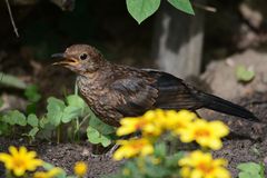 Eine Amsel im Blumenbeet