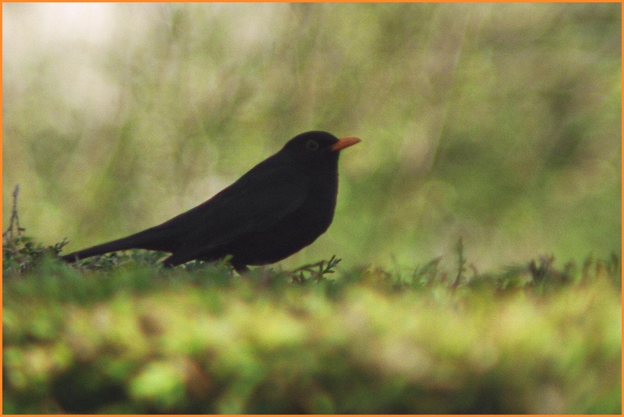 Eine Amsel im Grünen