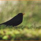 Eine Amsel im Grünen