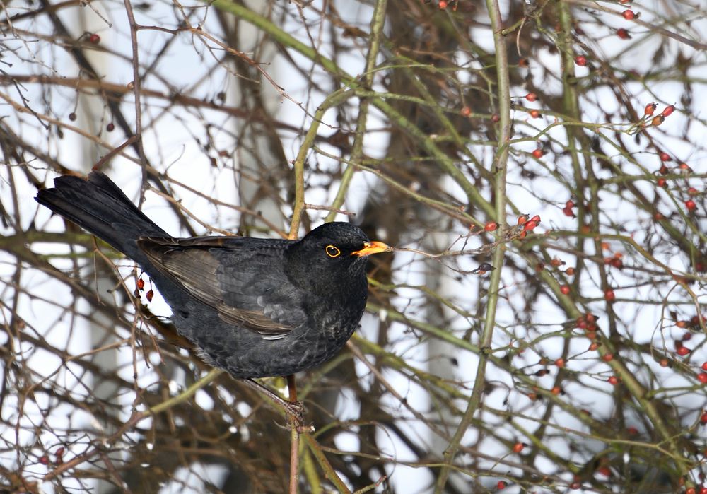 Eine Amsel Im Wildrosenstrauch