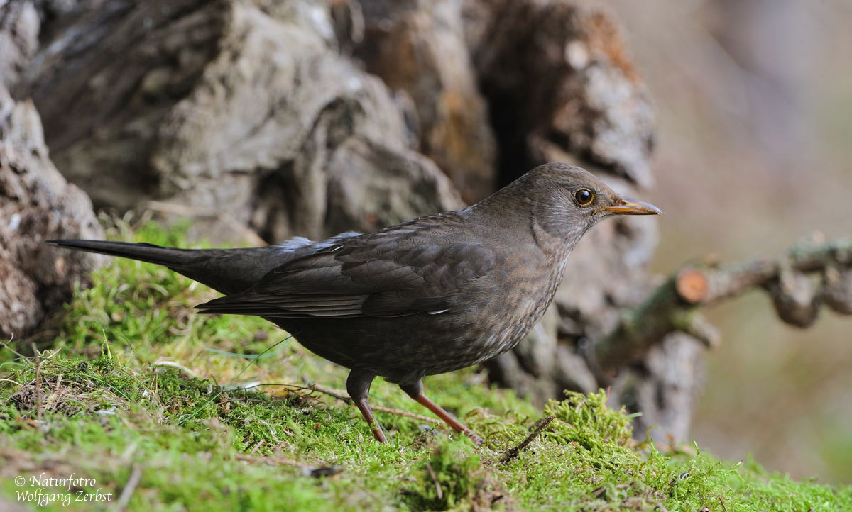 --- Eine Amsel Lady --- ( Turdus merula )