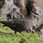 --- Eine Amsel Lady --- ( Turdus merula )