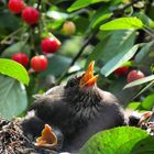 eine Amsel mit seinen Kleinen im Kirschbaum